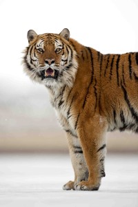 Tiger lr
