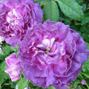 The Ho’oponopono Mantra of Forgiveness